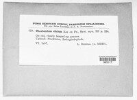 Chaetomium elatum image